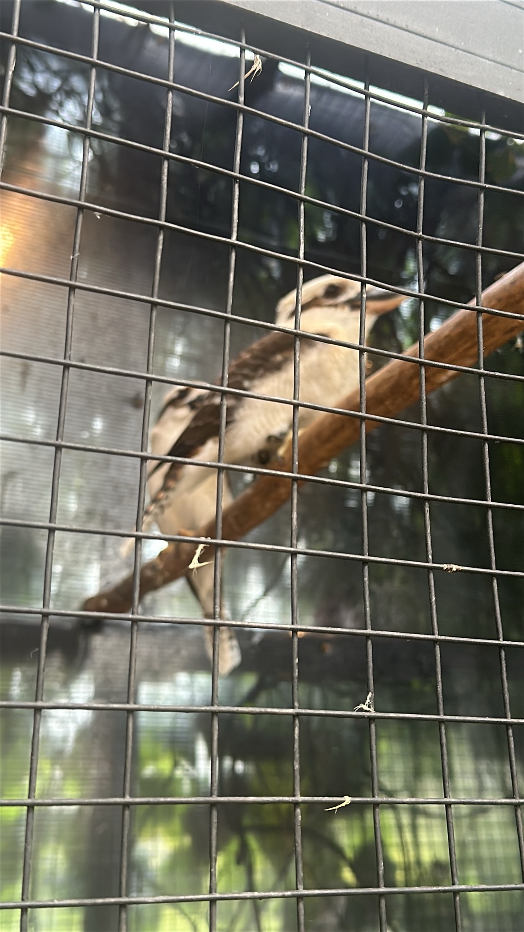 Laughing Kookaburra (Dacelo novaeguineae) thumbnail image on AnimalDex