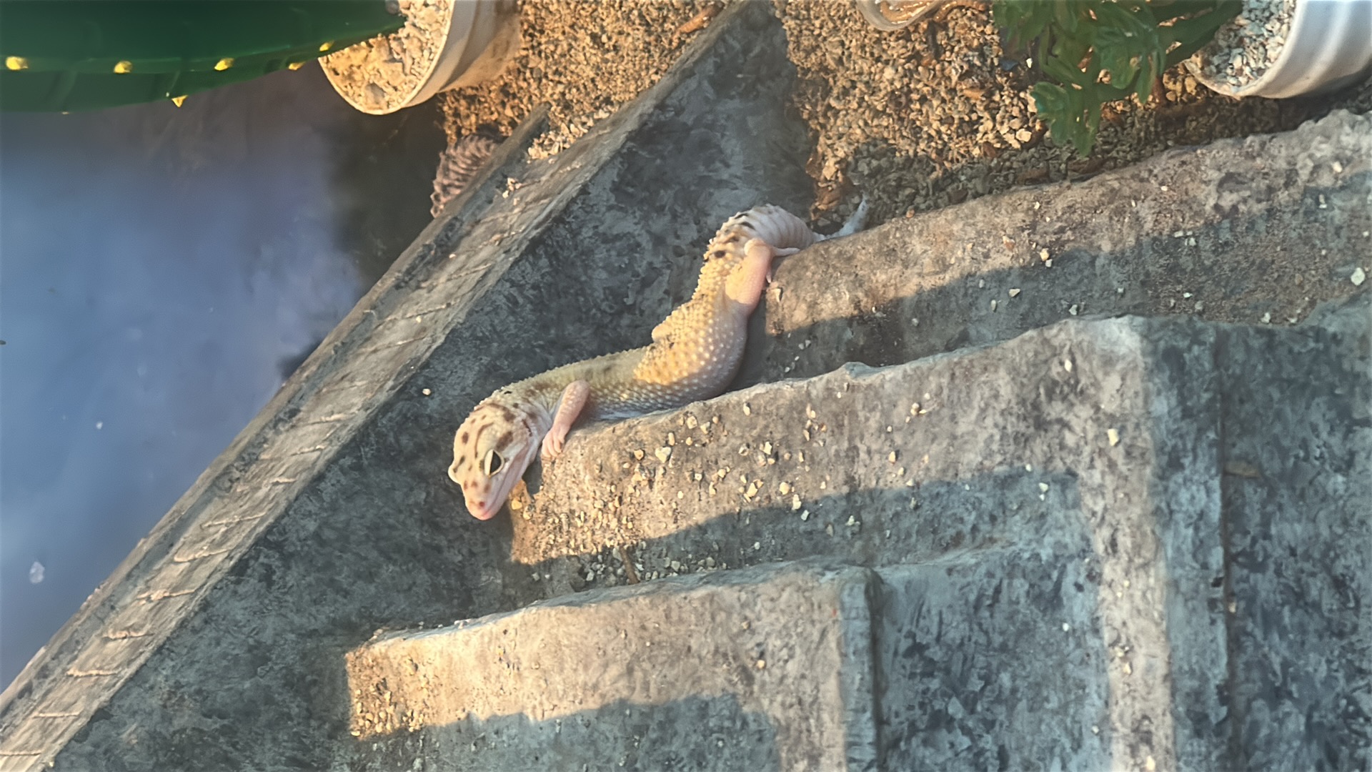 Leopard Gecko (Eublepharis macularius) featured animal image on AnimalDex