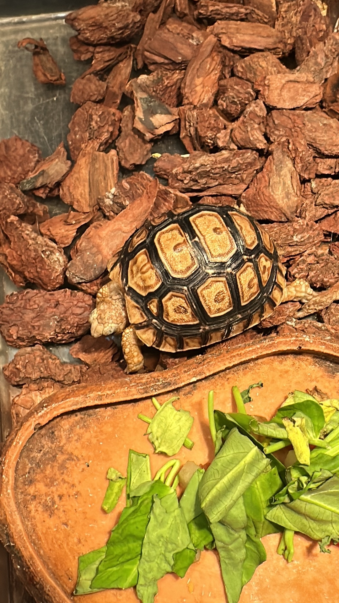 Leopard Tortoise (Stigmochelys pardalis) featured animal image on AnimalDex