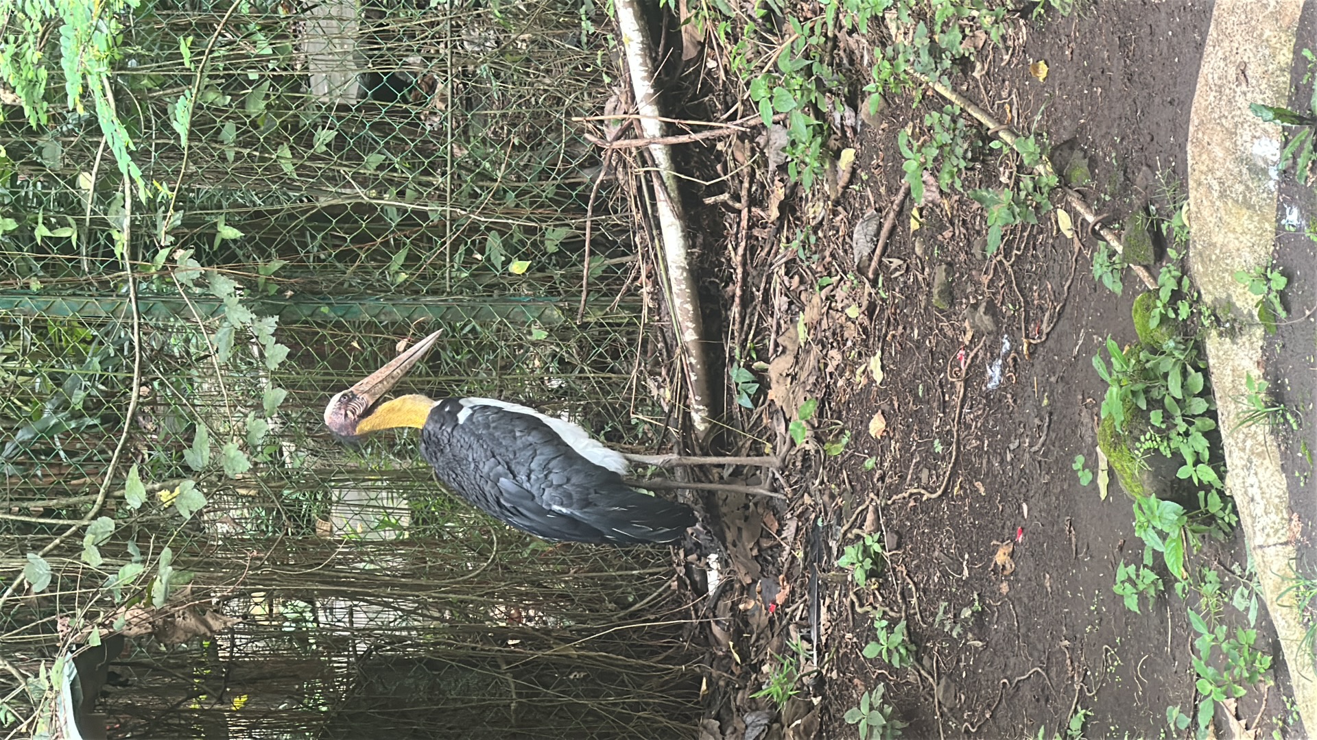 Lesser Adjutant Stork (Leptoptilos javanicus) featured animal image on AnimalDex