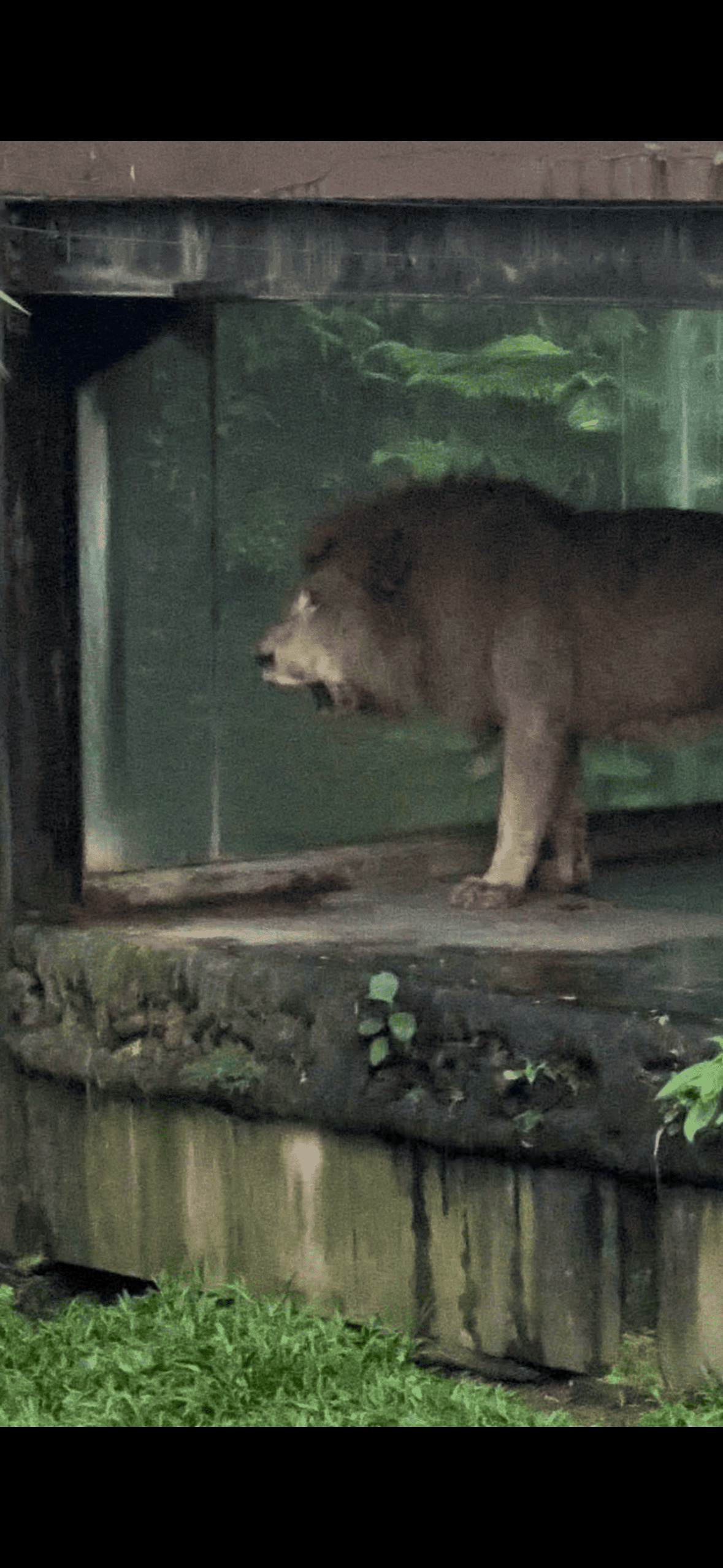 African Lion (Panthera leo) featured animal image on AnimalDex