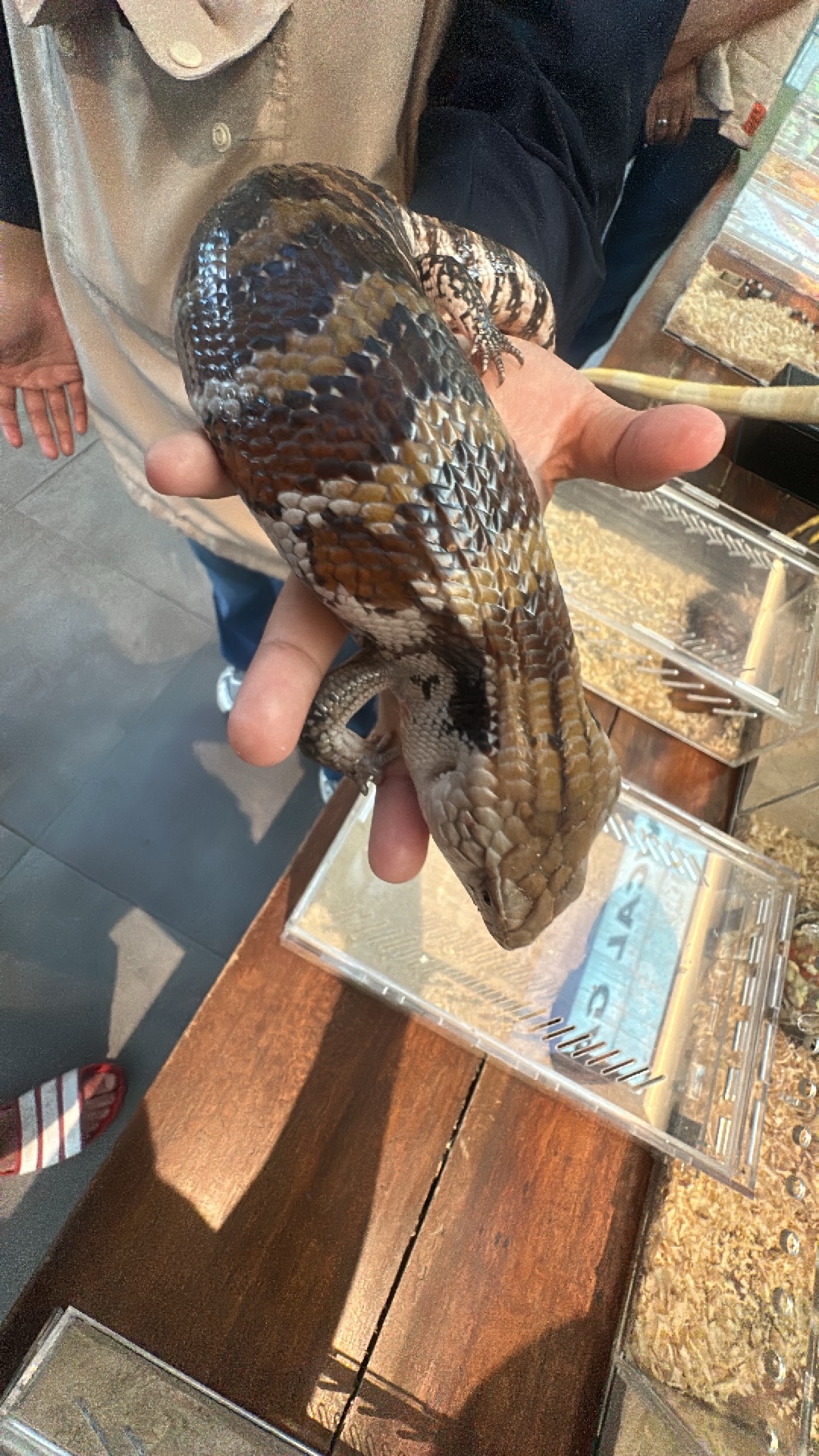Lizard (Lacertilia) featured animal image on AnimalDex