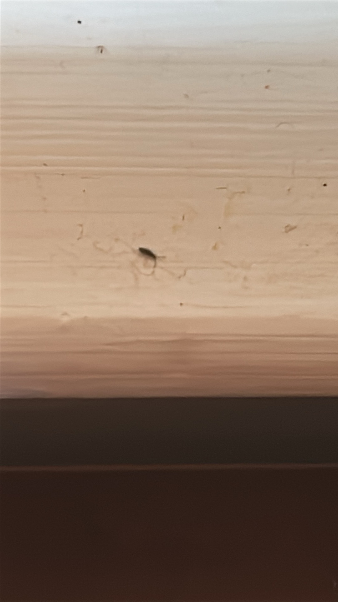 Very small long-legged house spider (Pholcidae) featured animal image on AnimalDex