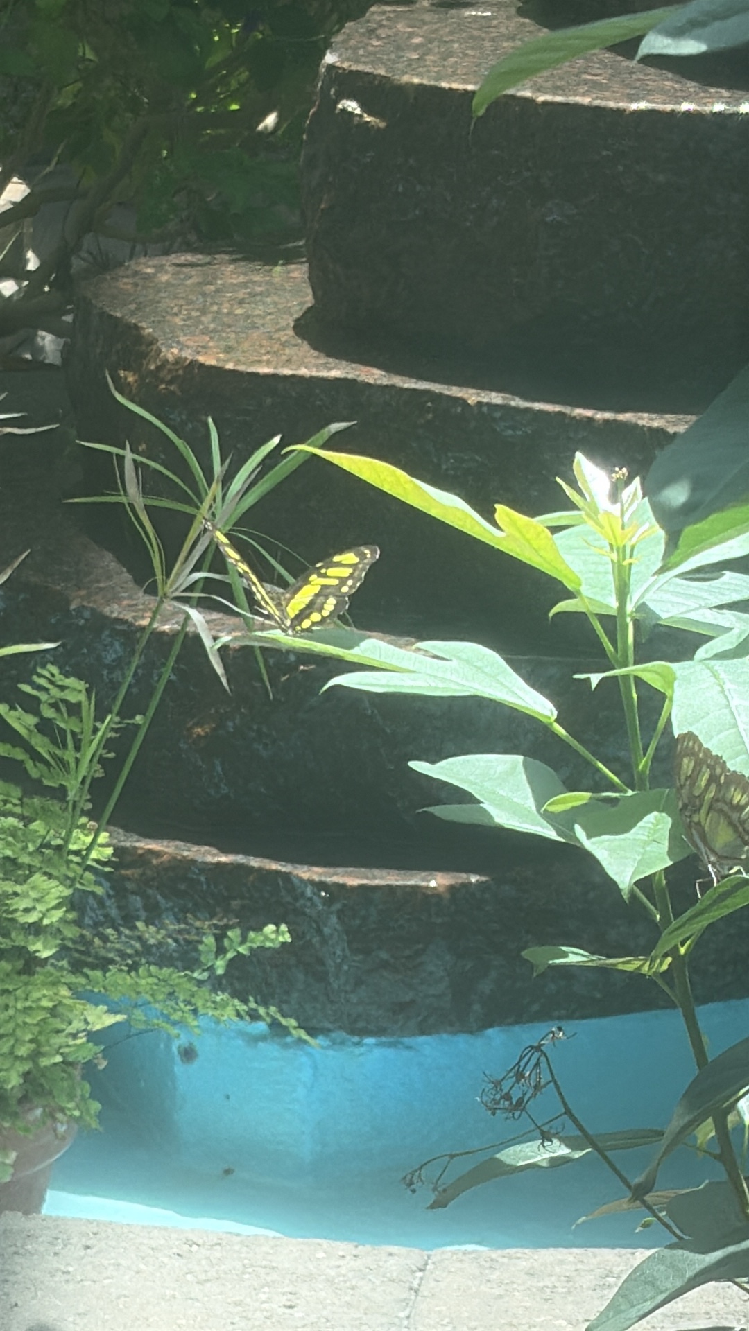 Malachite butterfly (Siproeta stelenes) featured animal image on AnimalDex