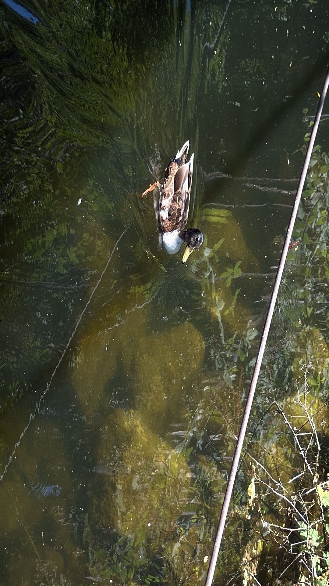 Mallard (Anas platyrhynchos) featured animal image on AnimalDex
