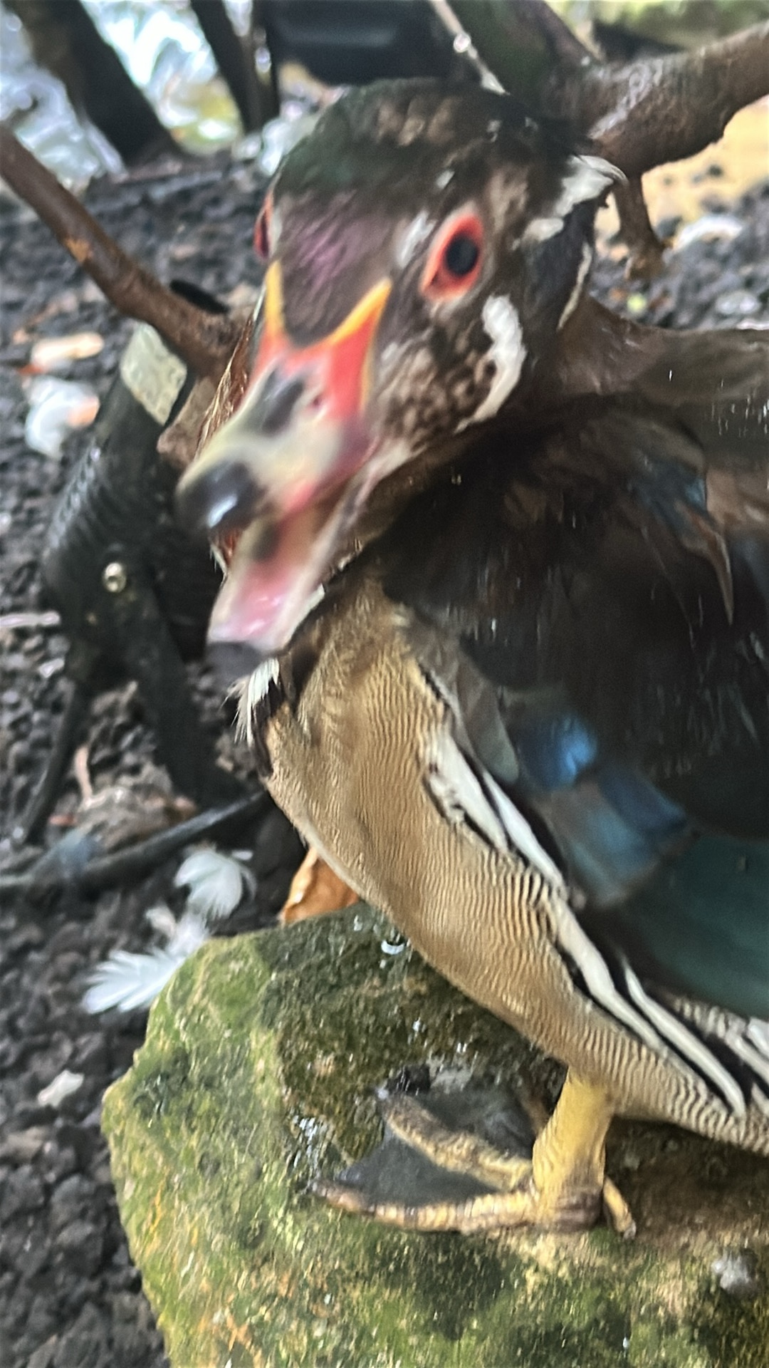 Mandarin Duck (Aix galericulata) thumbnail image on AnimalDex