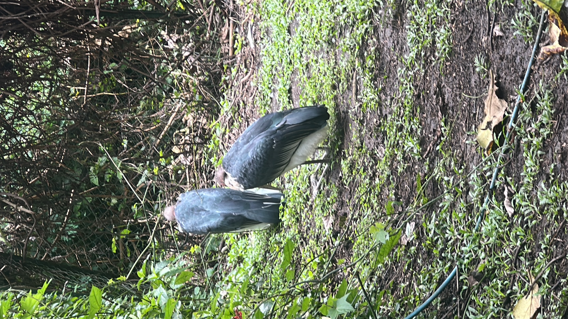 Marabou Stork (Leptoptilos crumenifer) featured animal image on AnimalDex