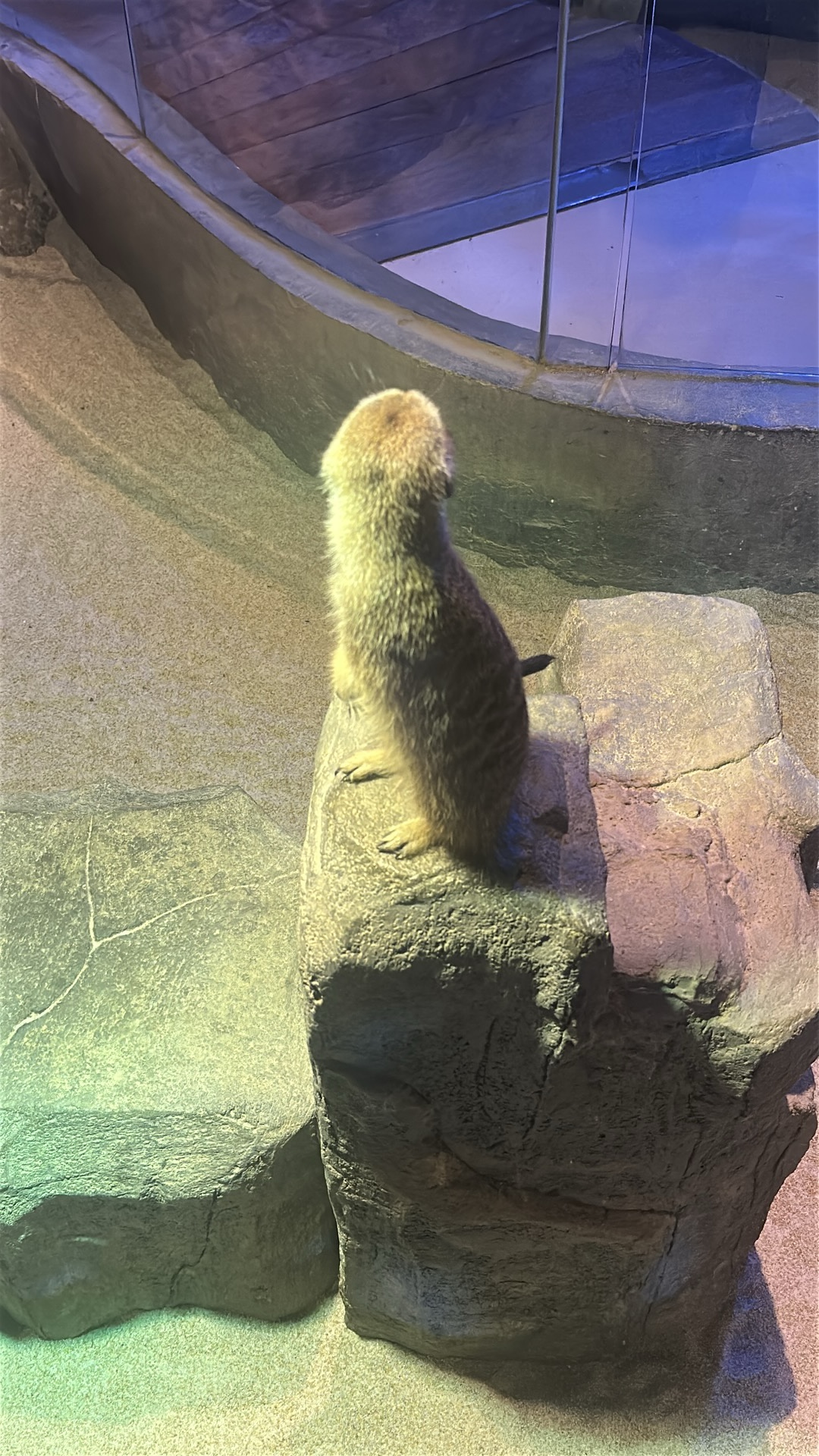 Meerkat (Suricata suricatta) featured animal image on AnimalDex