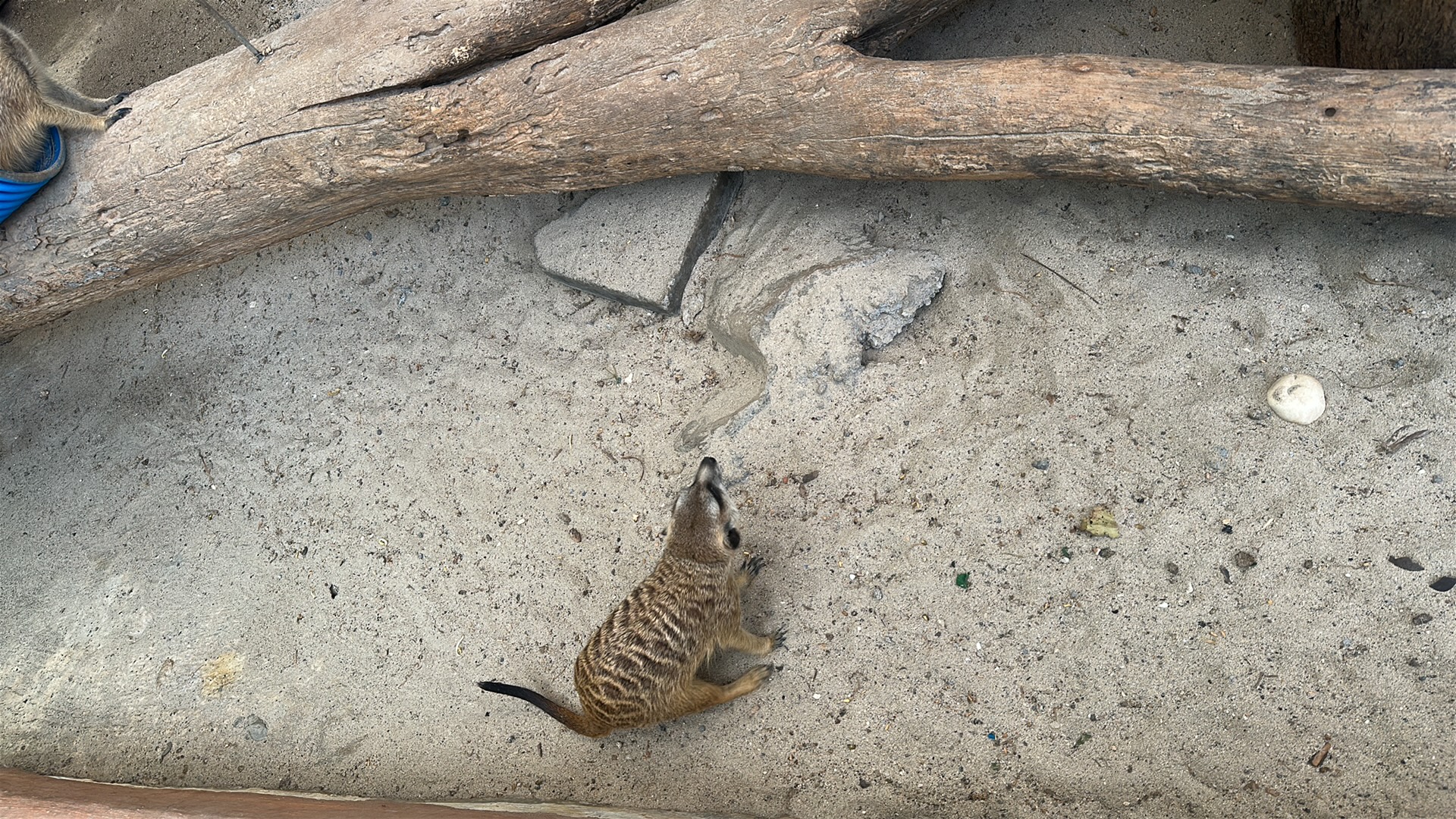 Meerkat (Suricata suricatta) featured animal image on AnimalDex