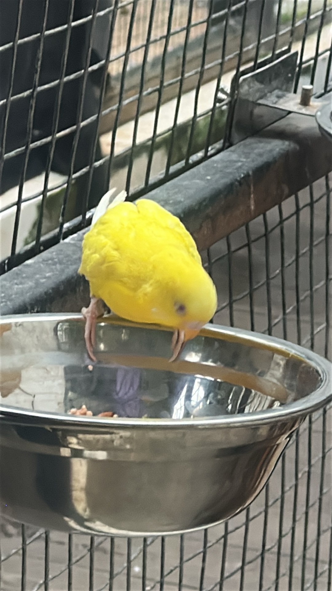 Budgerigar (Melopsittacus undulatus) featured animal image on AnimalDex