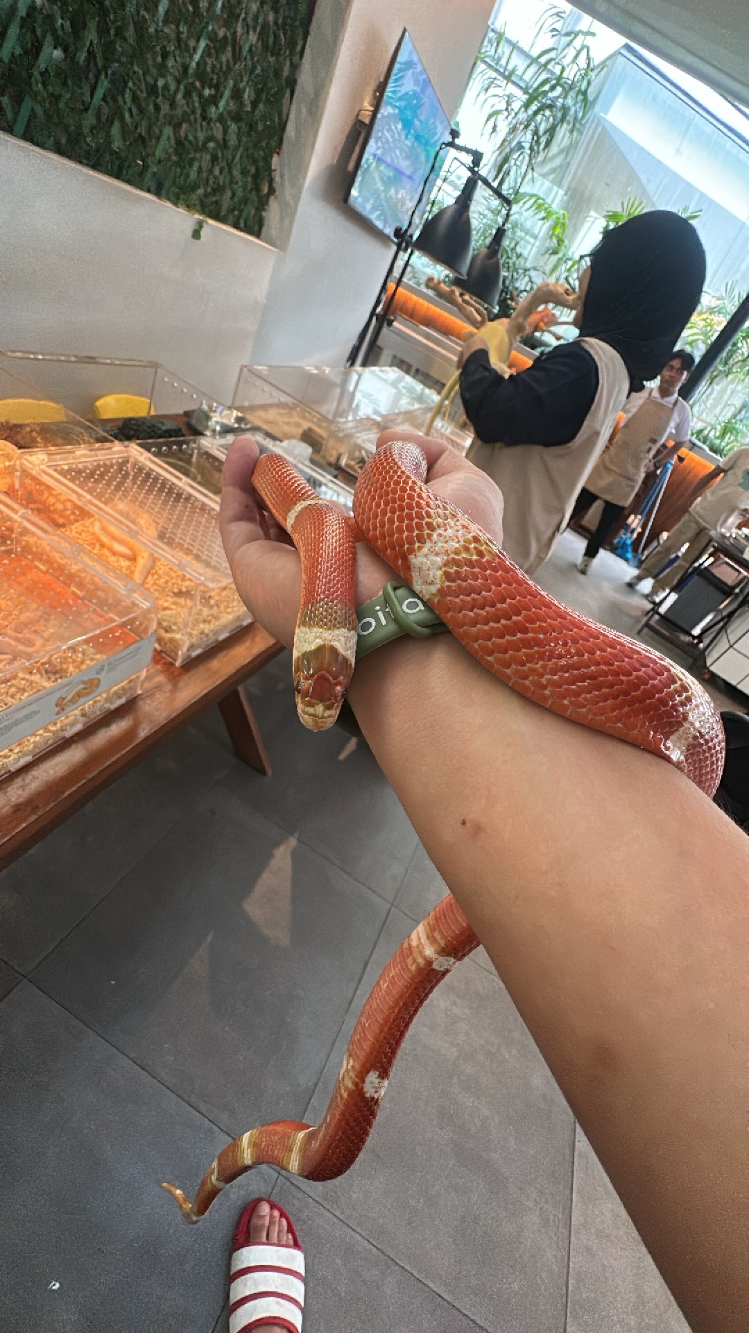 Milk Snake (Lampropeltis triangulum) featured animal image on AnimalDex