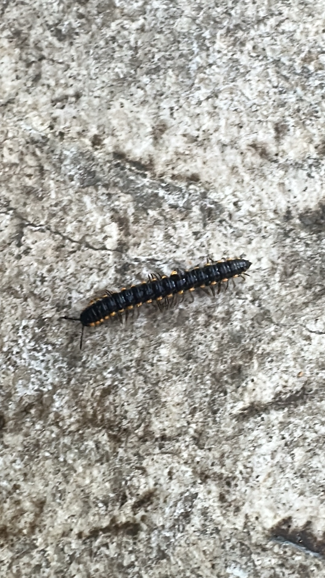 Millipede (Diplopoda) featured animal image on AnimalDex