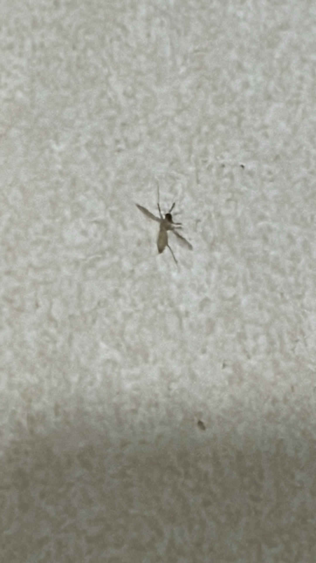 Mosquito (Culicidae) featured animal image on AnimalDex