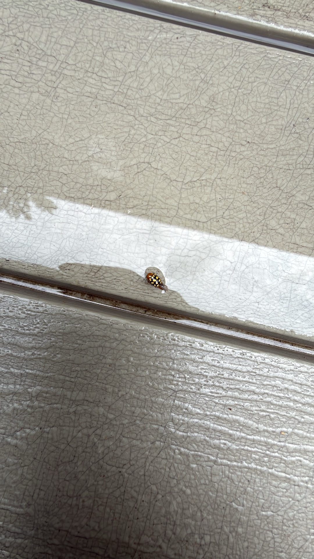 Multicolored Asian lady beetle (Harmonia axyridis) featured animal image on AnimalDex