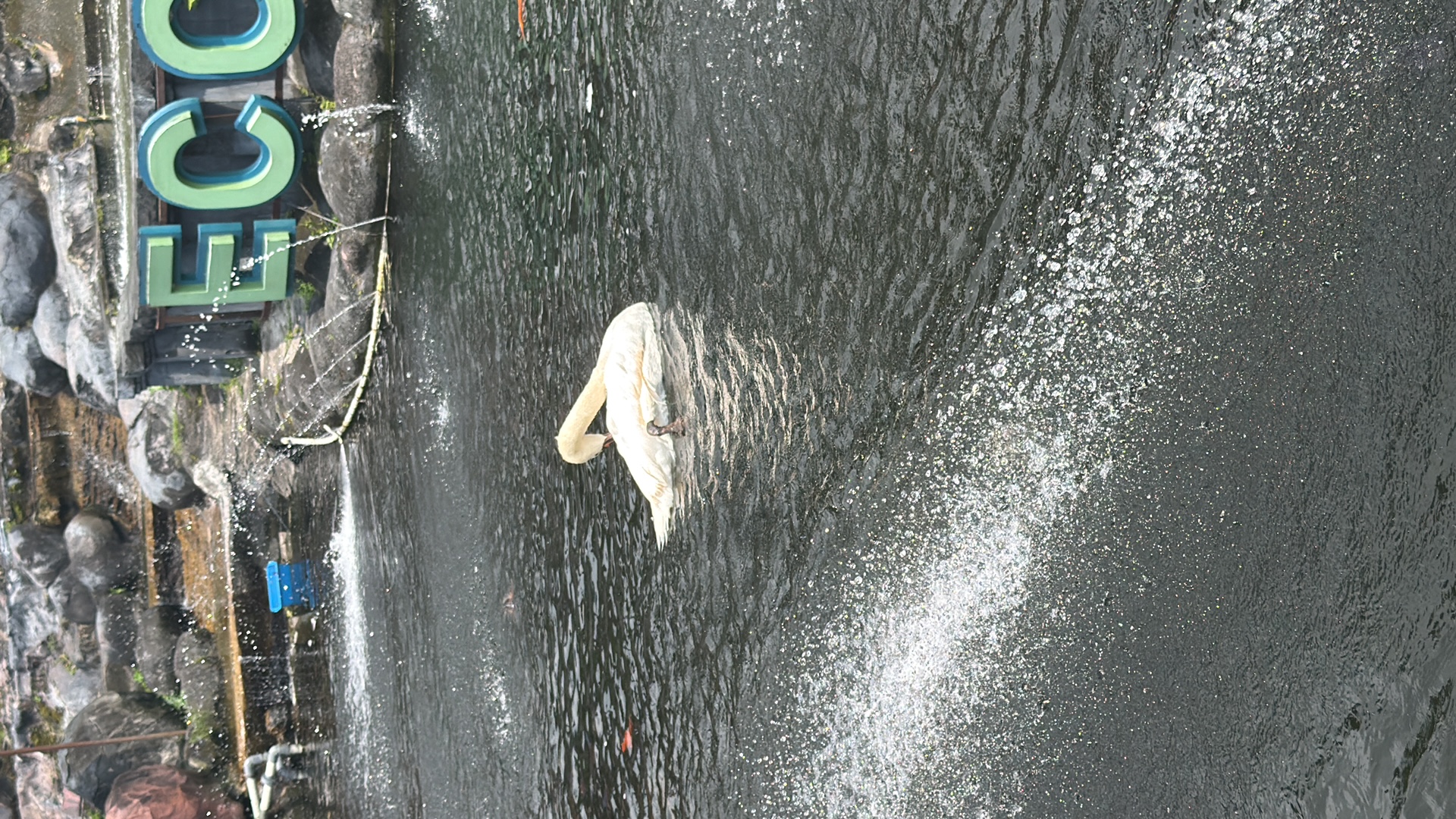Mute Swan (Cygnus olor) featured animal image on AnimalDex
