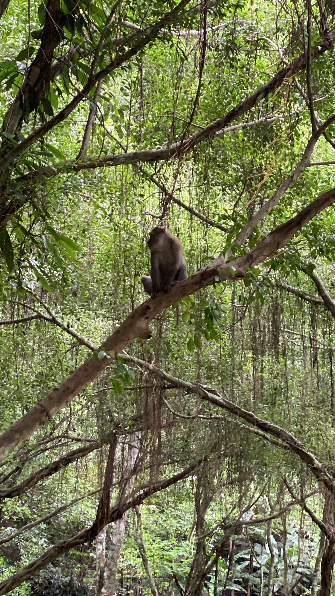 Northern pig-tailed macaque (Macaca leonina) featured animal image on AnimalDex
