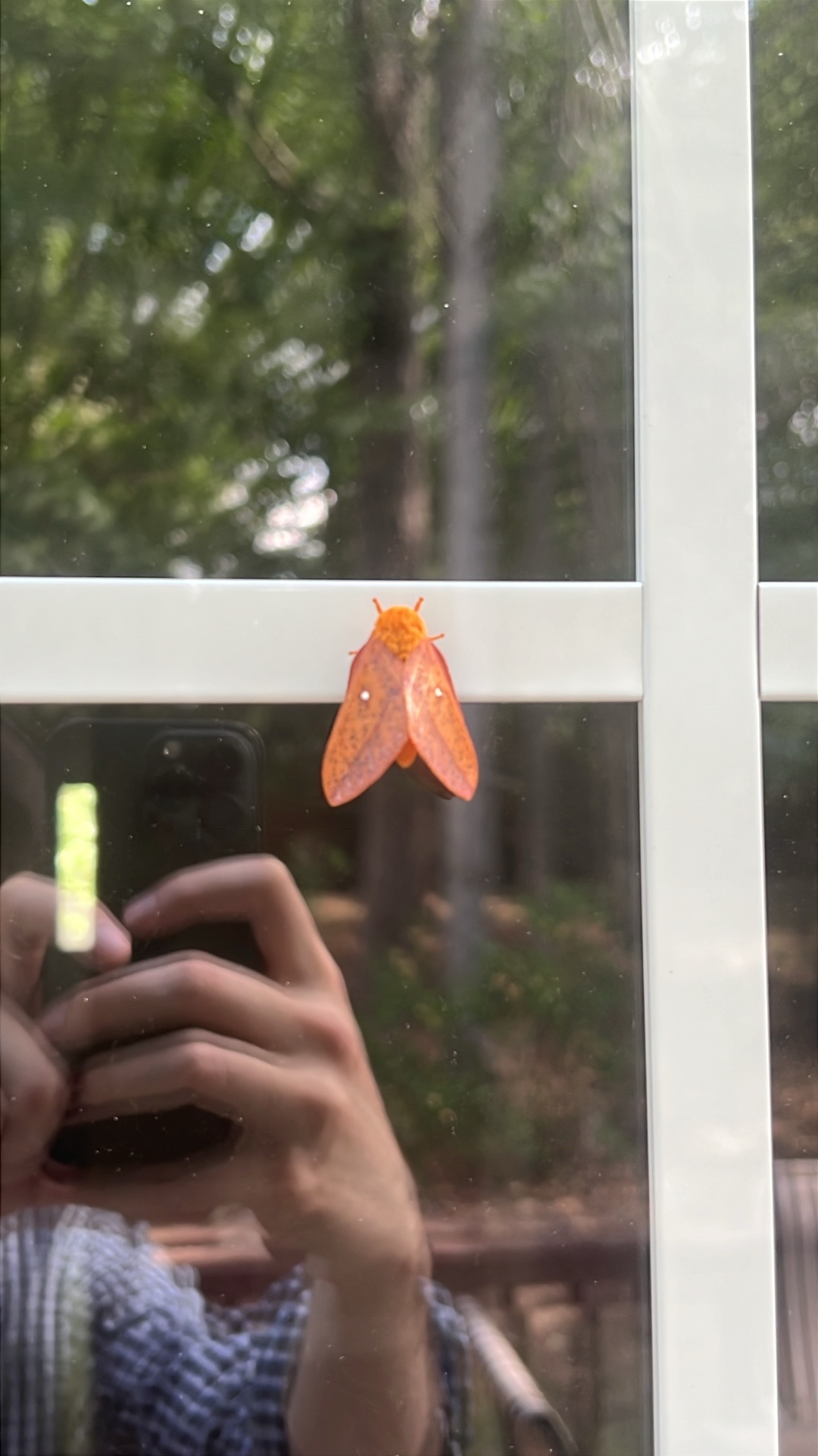 Orange Moth (Acraga coa) featured animal image on AnimalDex
