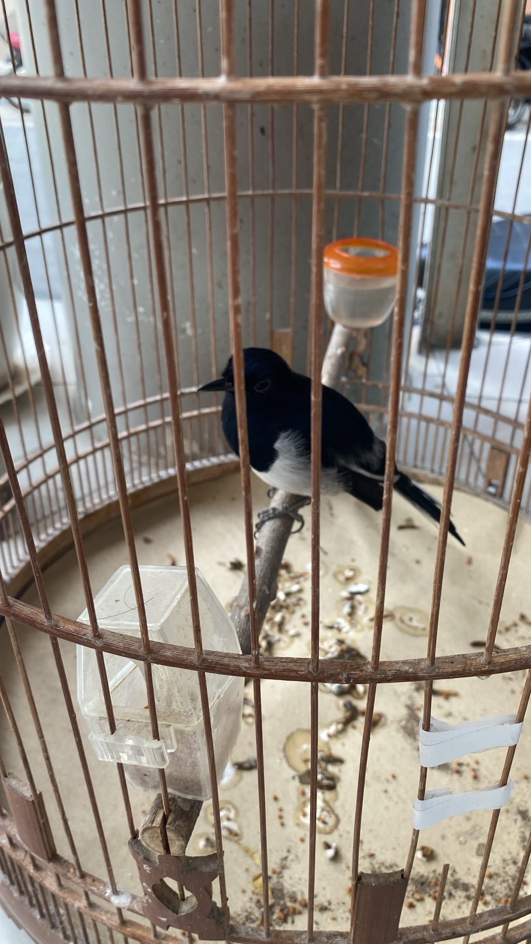 Oriental Magpie-Robin (Copsychus saularis) featured animal image on AnimalDex