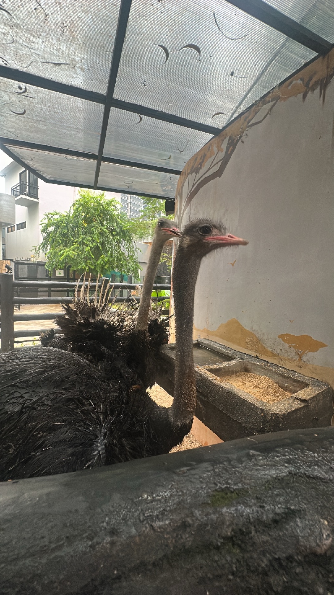 Ostrich (Struthio camelus) featured animal image on AnimalDex