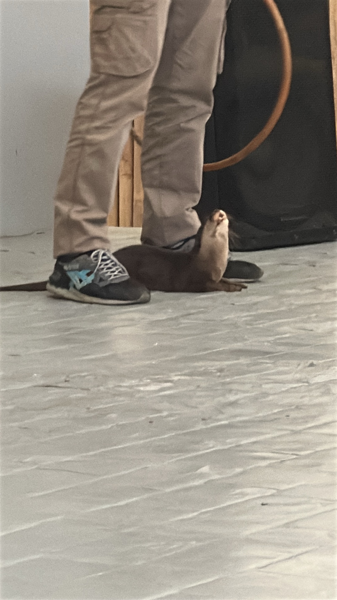 Otter (Lutrinae) thumbnail image on AnimalDex