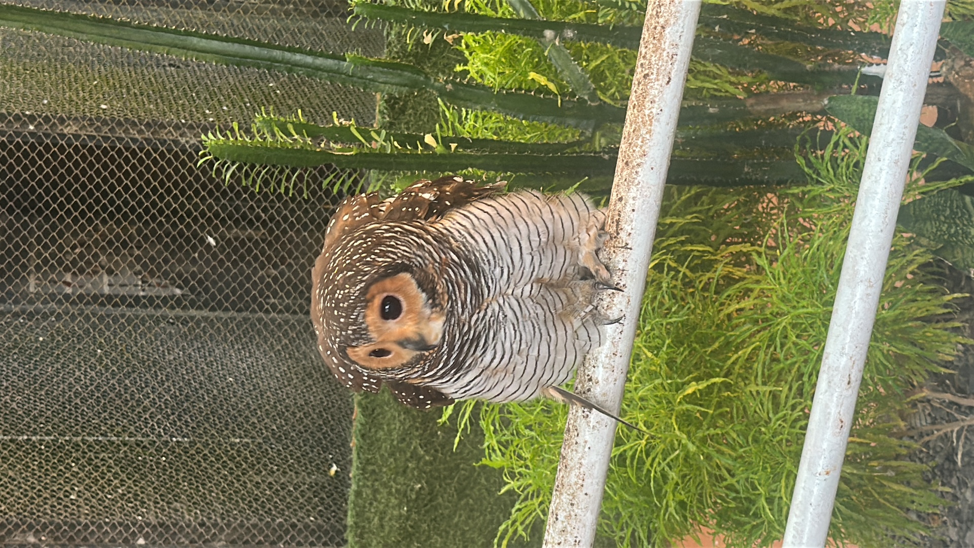 Owl (Strigiformes) featured animal image on AnimalDex