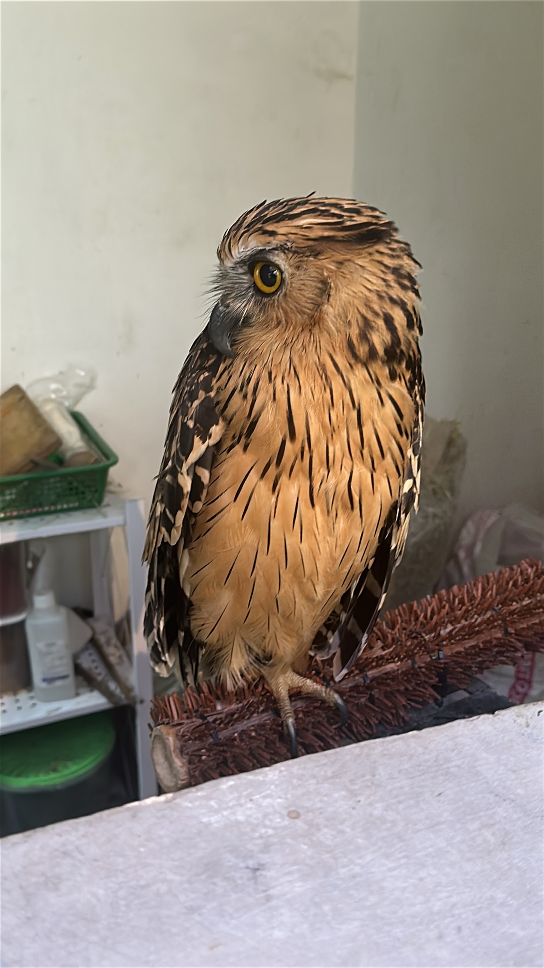 Owl (Strigiformes) featured animal image on AnimalDex