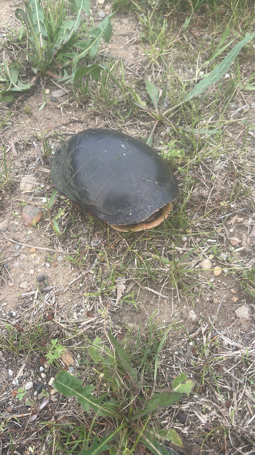 Painted Turtle (Chrysemys picta) featured animal image on AnimalDex
