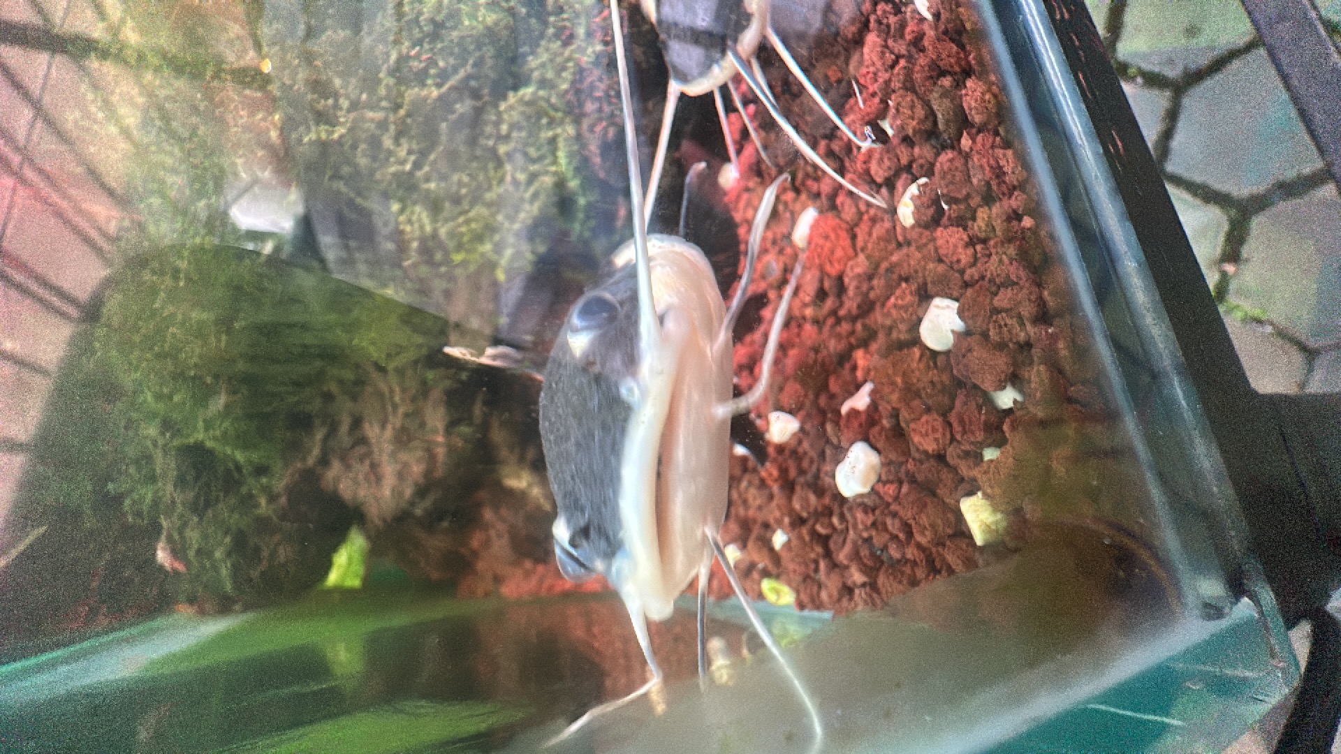 Iridescent Shark (Pangasianodon hypophthalmus) featured animal image on AnimalDex