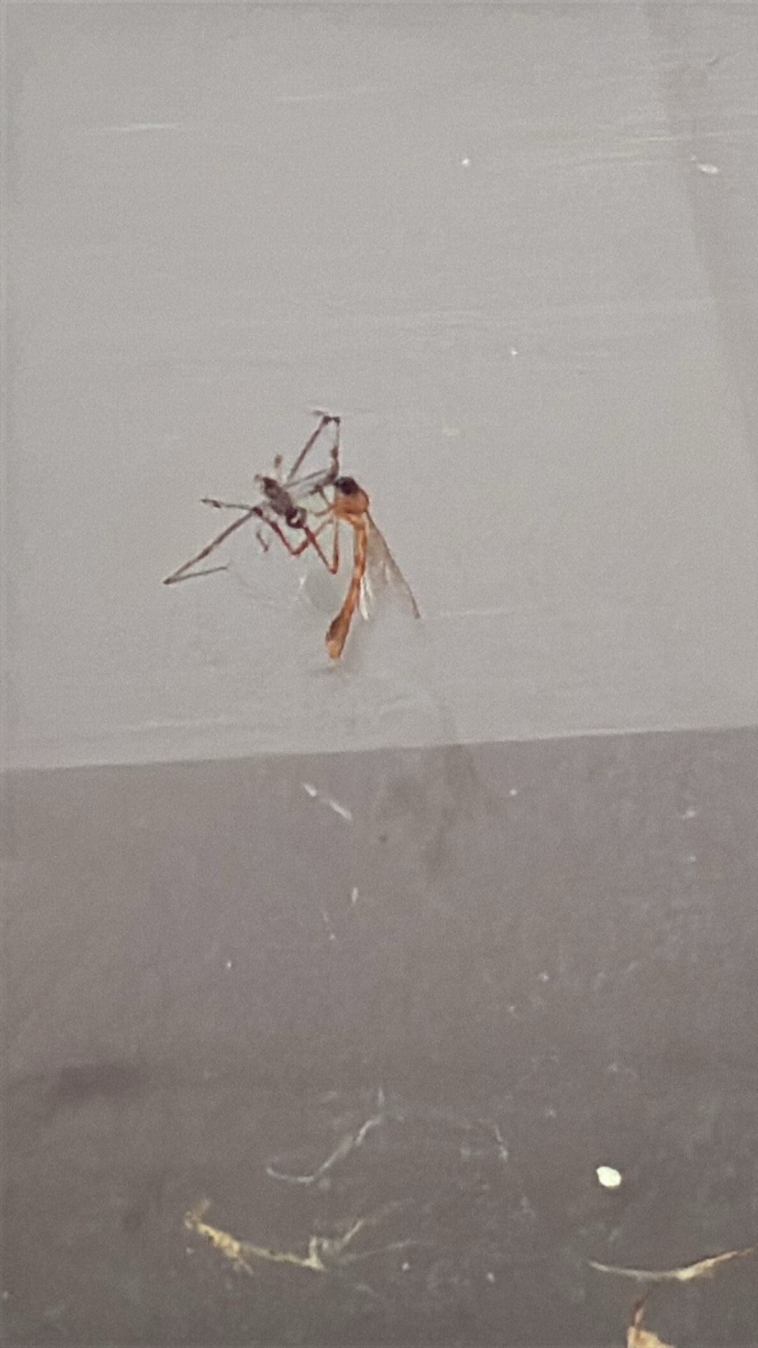 Parasitic wasp (Hymenoptera) featured animal image on AnimalDex