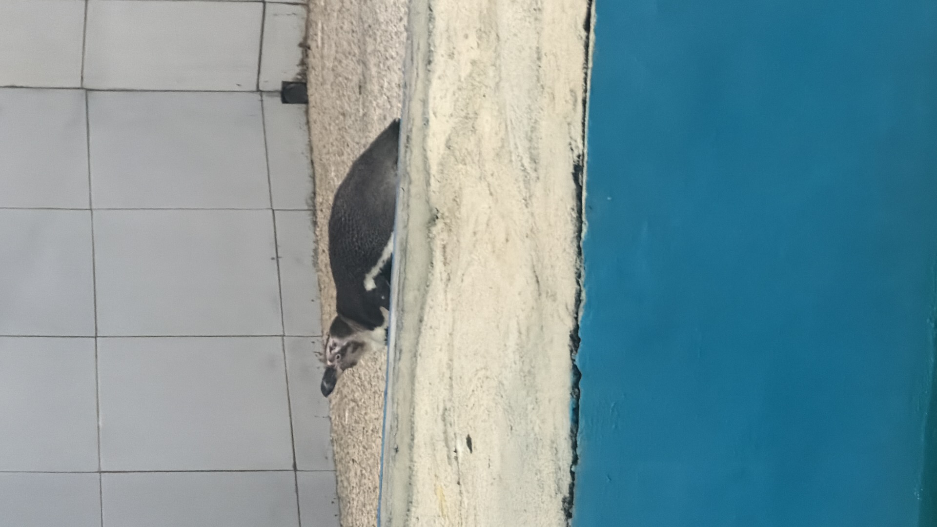 Penguin (Spheniscidae) featured animal image on AnimalDex