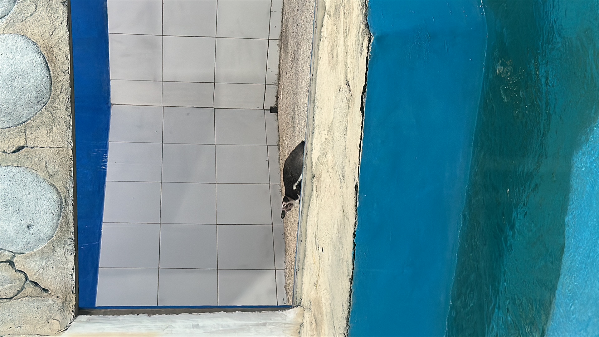 Penguin (Spheniscidae) featured animal image on AnimalDex