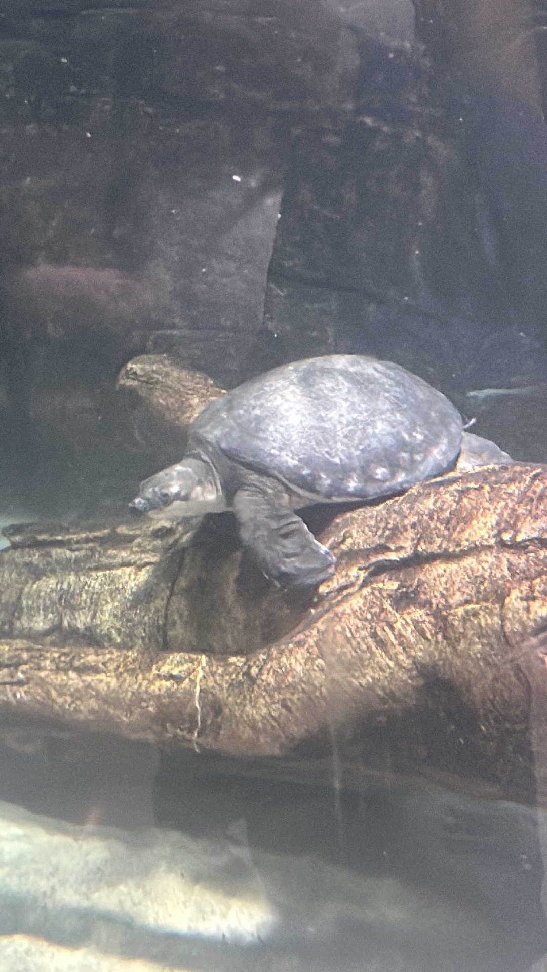 Pig-nosed Turtle (Carettochelys insculpta) featured animal image on AnimalDex