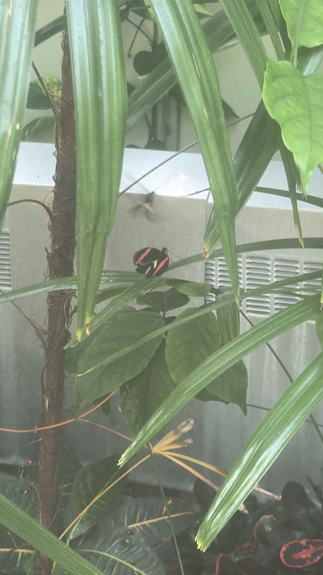 Postman butterfly (Heliconius melpomene) featured animal image on AnimalDex