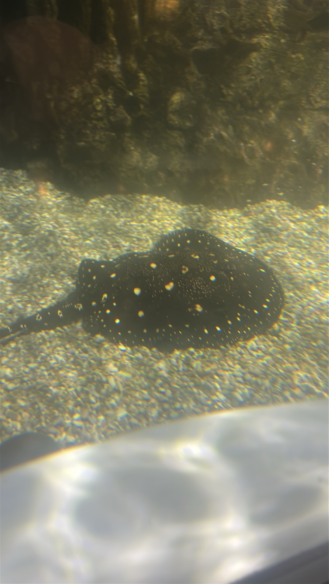 Leopoldi Stingray (Potamotrygon leopoldi) featured animal image on AnimalDex