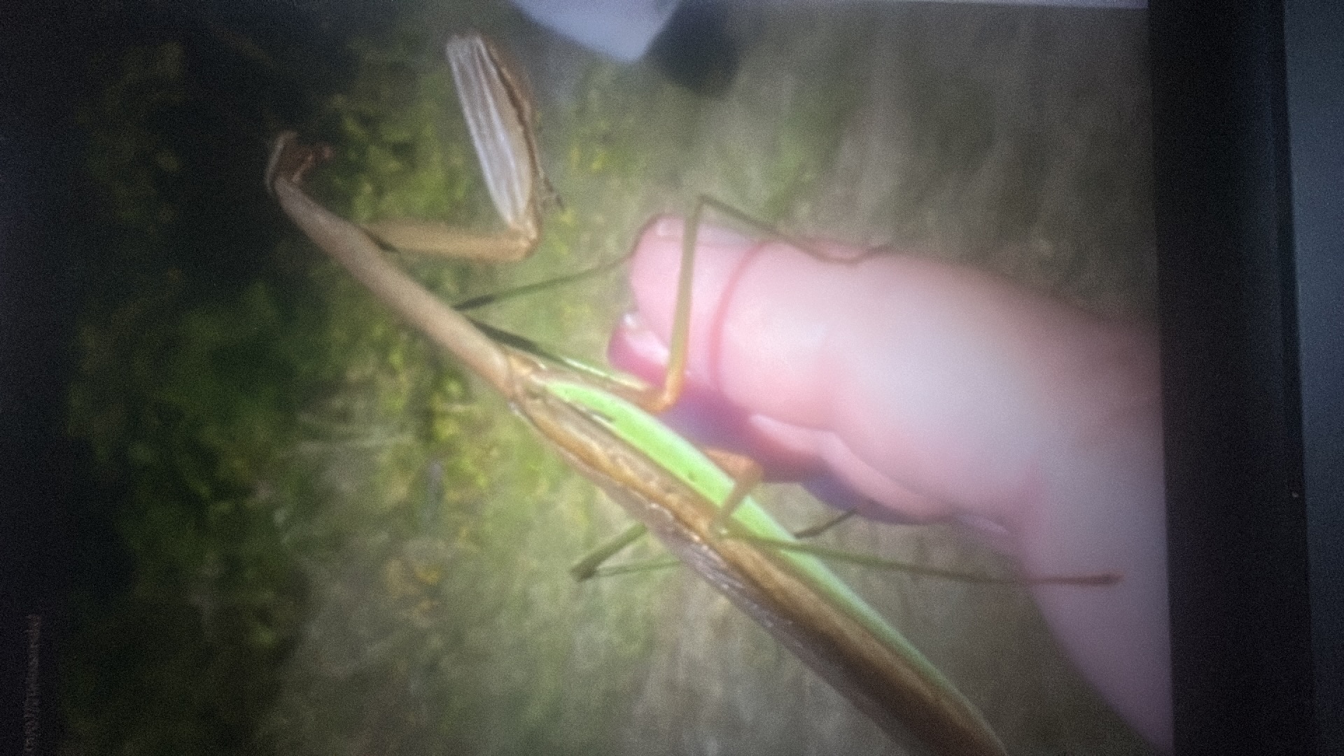 Praying Mantis (Mantodea) featured animal image on AnimalDex