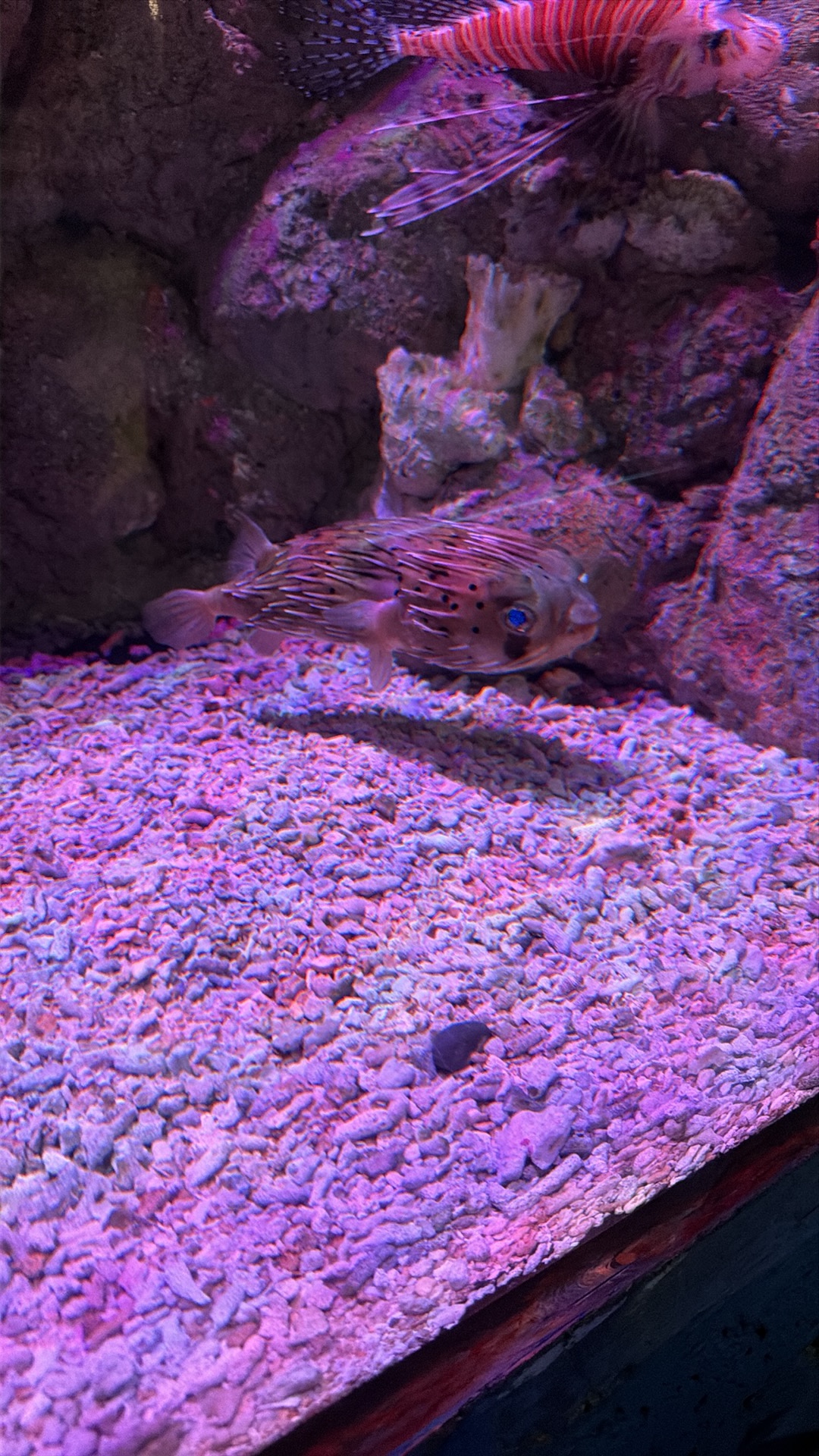 Pufferfish (Tetraodon nigroviridis) featured animal image on AnimalDex