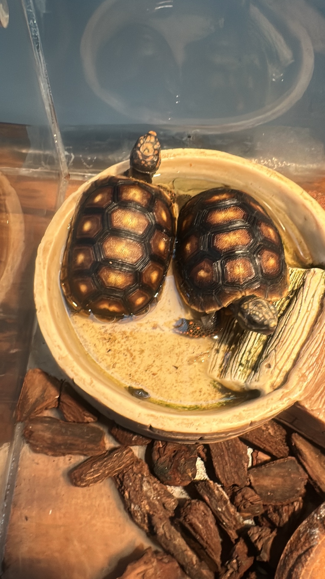 Red-footed Tortoise (Chelonoidis carbonarius) featured animal image on AnimalDex
