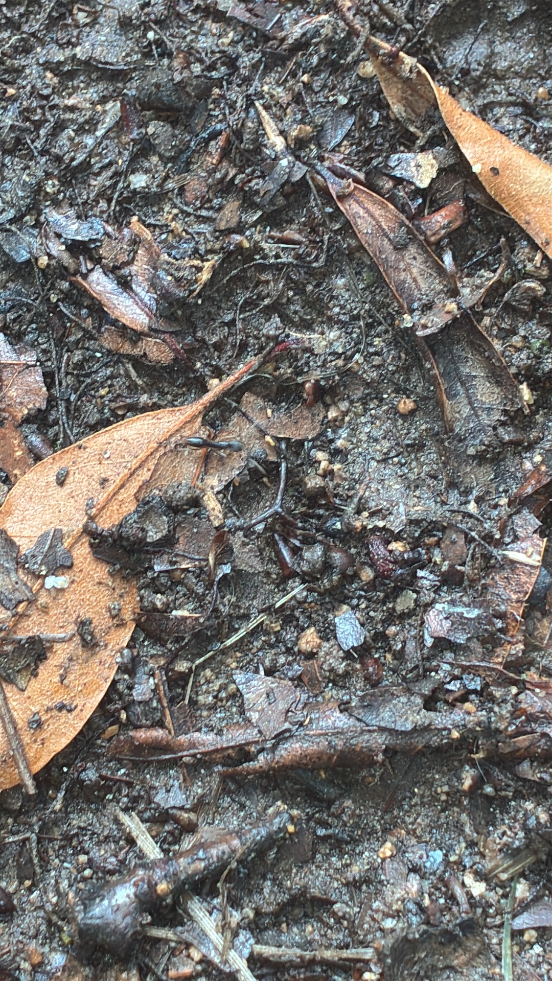 Red Imported Fire Ant (Solenopsis invicta) featured animal image on AnimalDex
