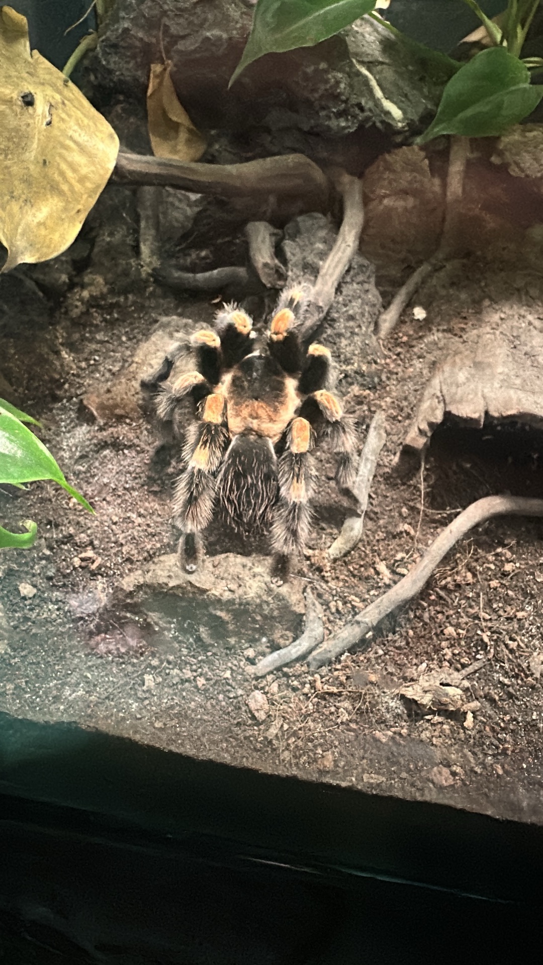 Red-kneed Tarantula (Brachypelma hamorii) featured animal image on AnimalDex