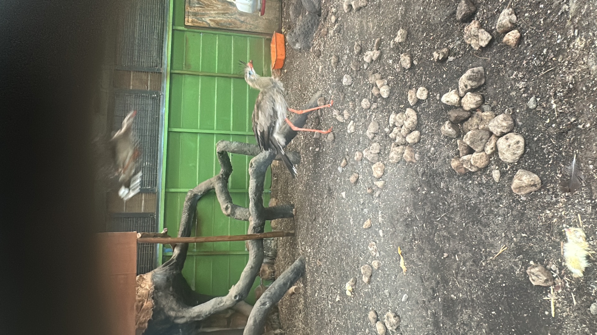 Red-legged Seriema (Cariama cristata) featured animal image on AnimalDex