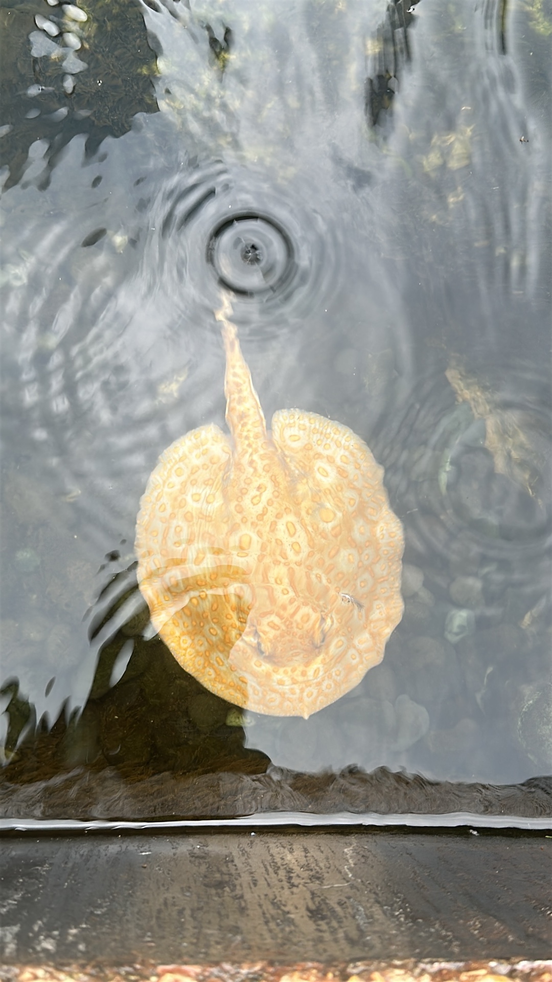 Reticulated river stingray (Potamotrygon reticulata) featured animal image on AnimalDex