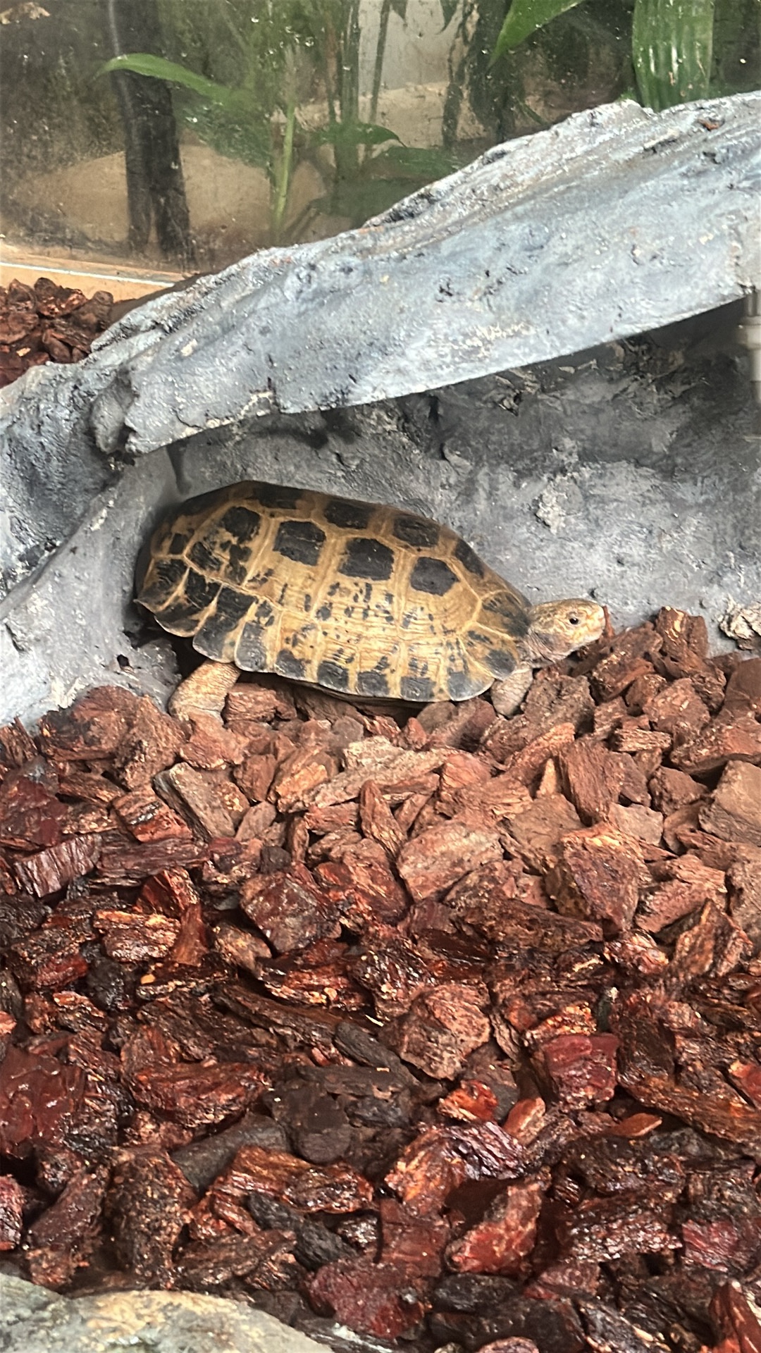 Russian Tortoise (Testudo horsfieldii) featured animal image on AnimalDex