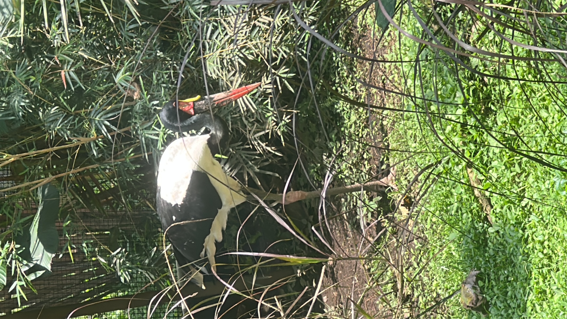 Saddle-billed Stork (Ephippiorhynchus senegalensis) featured animal image on AnimalDex
