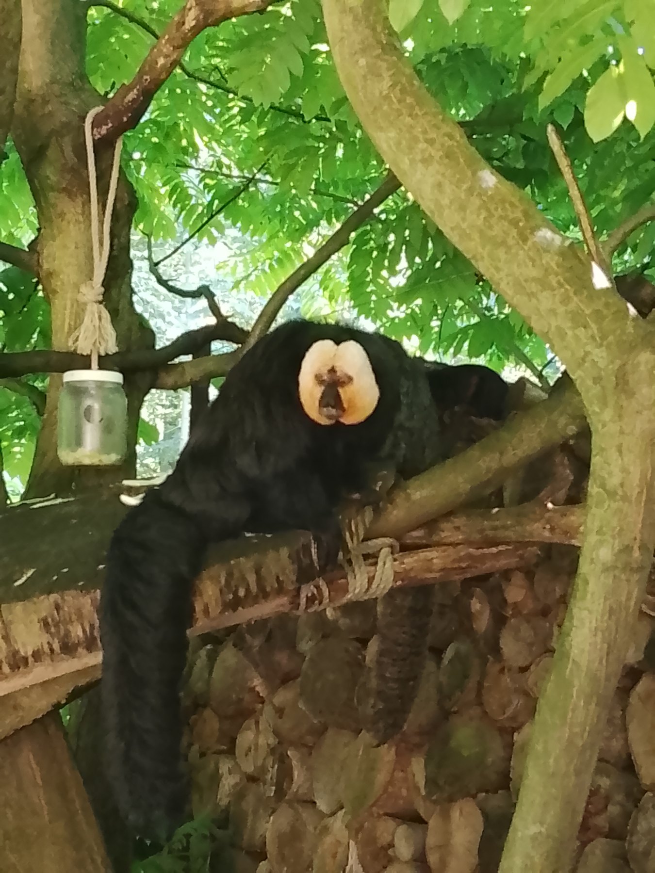 White-faced Saki (Pithecia pithecia) featured animal image on AnimalDex