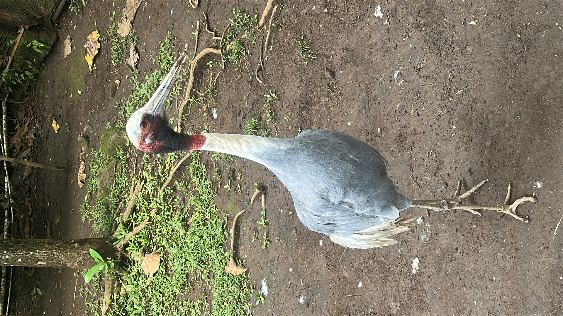 Sarus Crane (Antigone antigone) featured animal image on AnimalDex