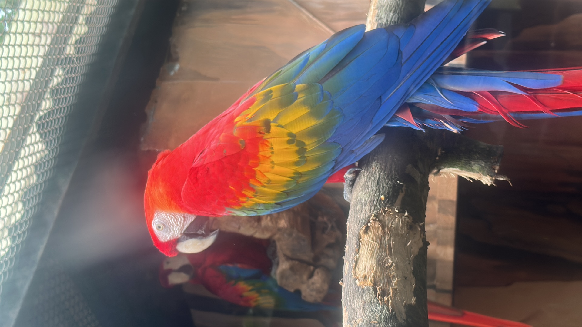 Scarlet Macaw (Ara macao) thumbnail image on AnimalDex