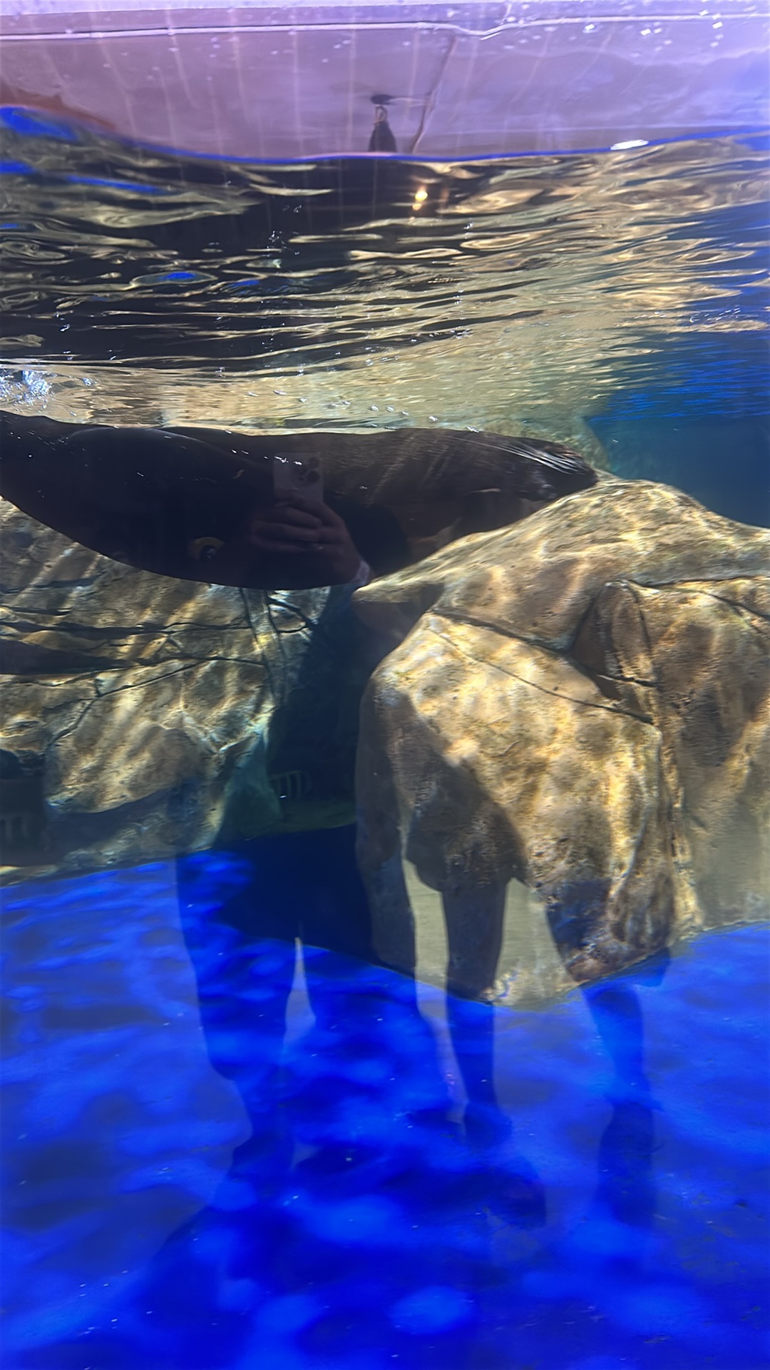 Seal (Pinnipedia) featured animal image on AnimalDex