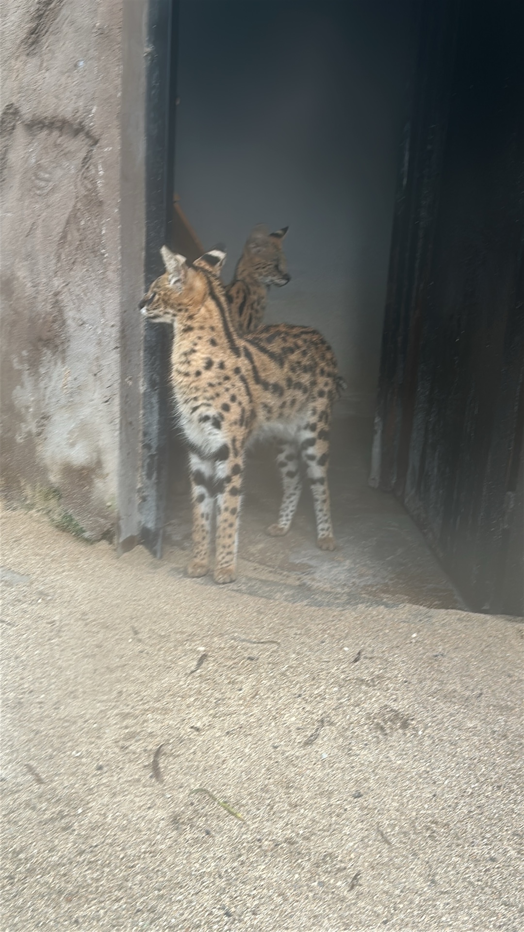 Serval (Leptailurus serval) featured animal image on AnimalDex
