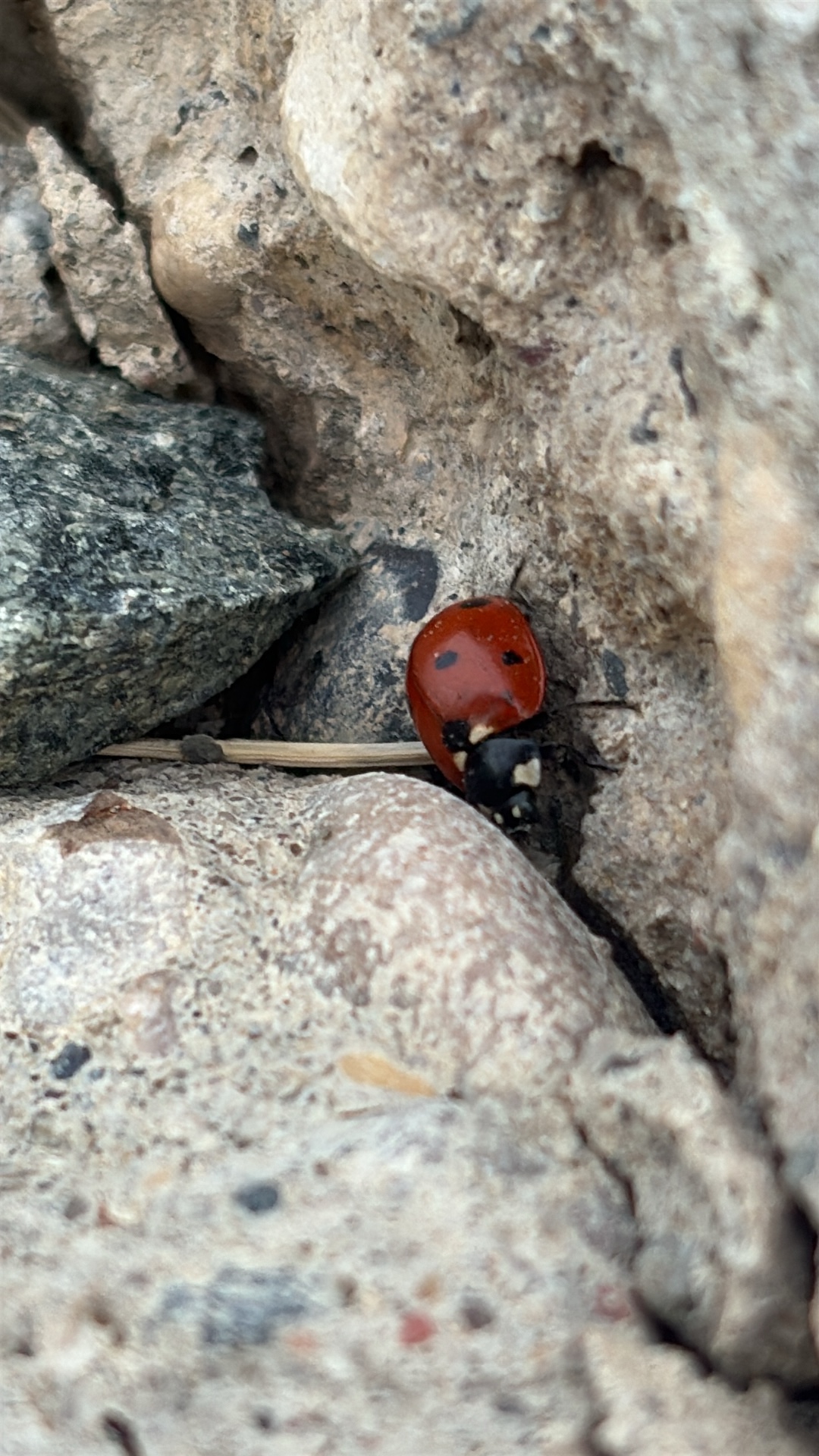 Seven-spotted Ladybird (Coccinella septempunctata) featured animal image on AnimalDex