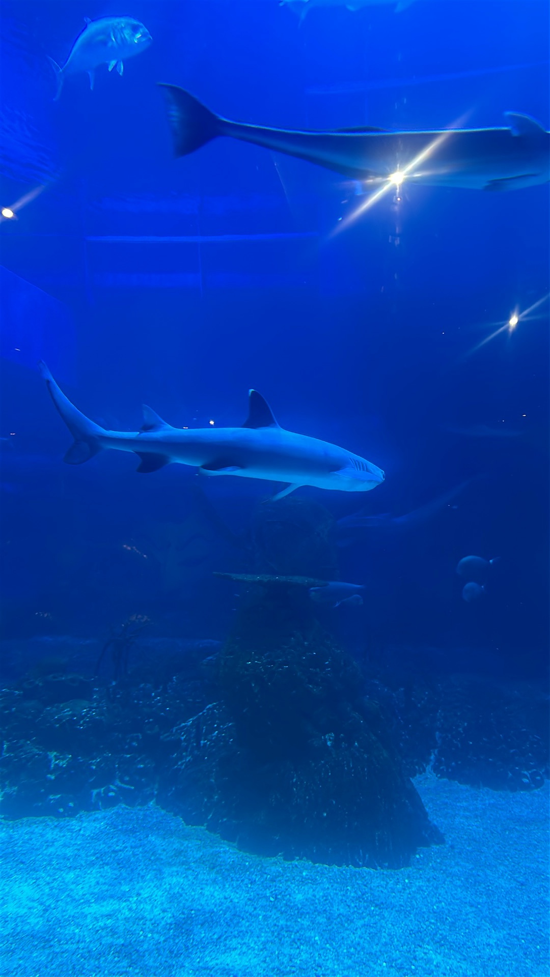 Shark (Selachimorpha) featured animal image on AnimalDex